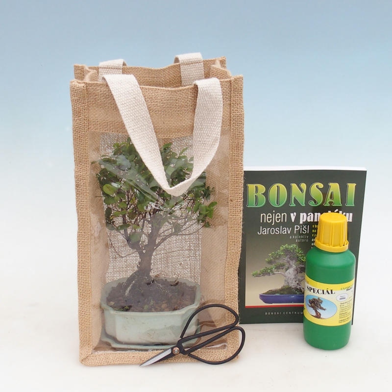 Pokojová bonsai v dárkové tašce - JUTA