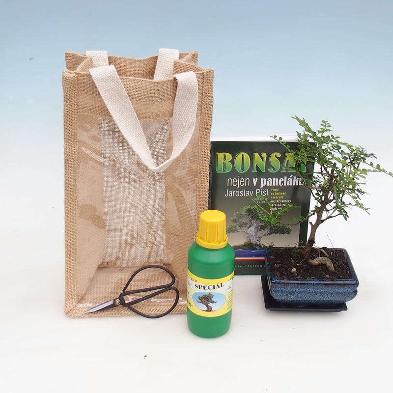 Pokojová bonsai v dárkové tašce - JUTA