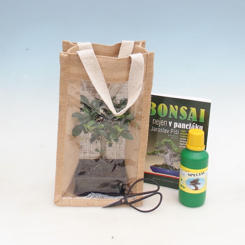 Pokojová bonsai v dárkové tašce - JUTA