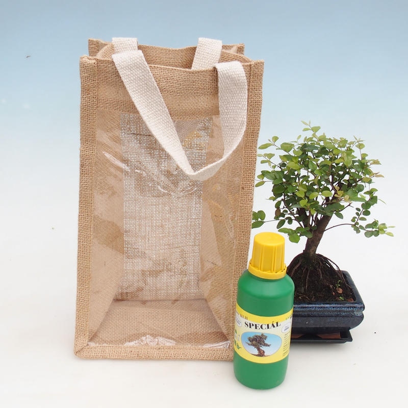 Pokojová bonsai v dárkové tašce - JUTA