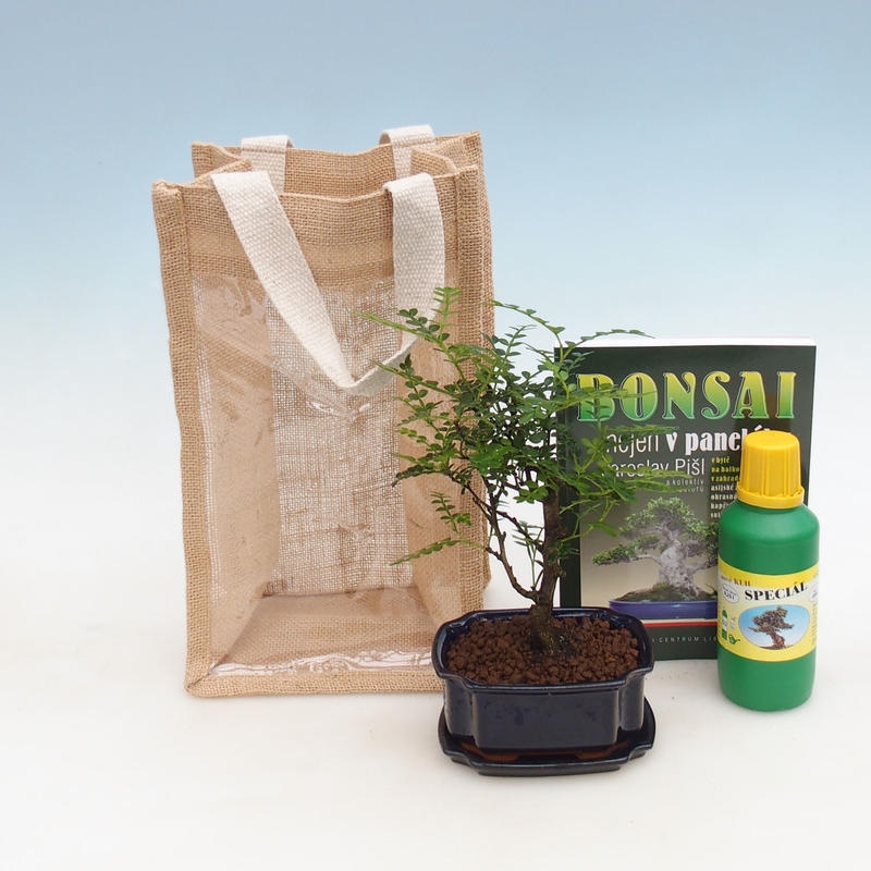 Pokojová bonsai v dárkové tašce - JUTA