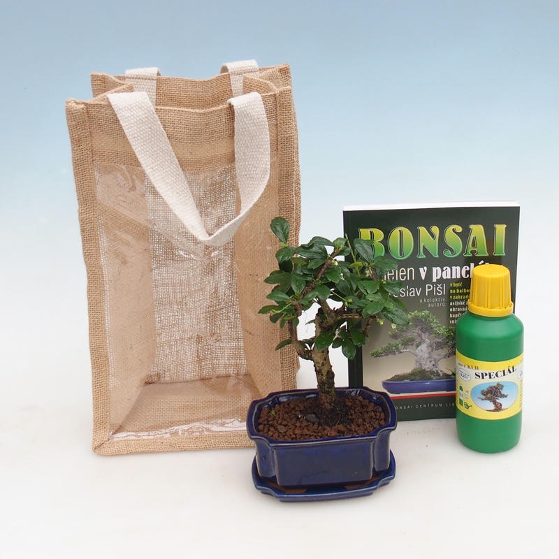 Pokojová bonsai v dárkové tašce - JUTA Carmona-čaj fuki