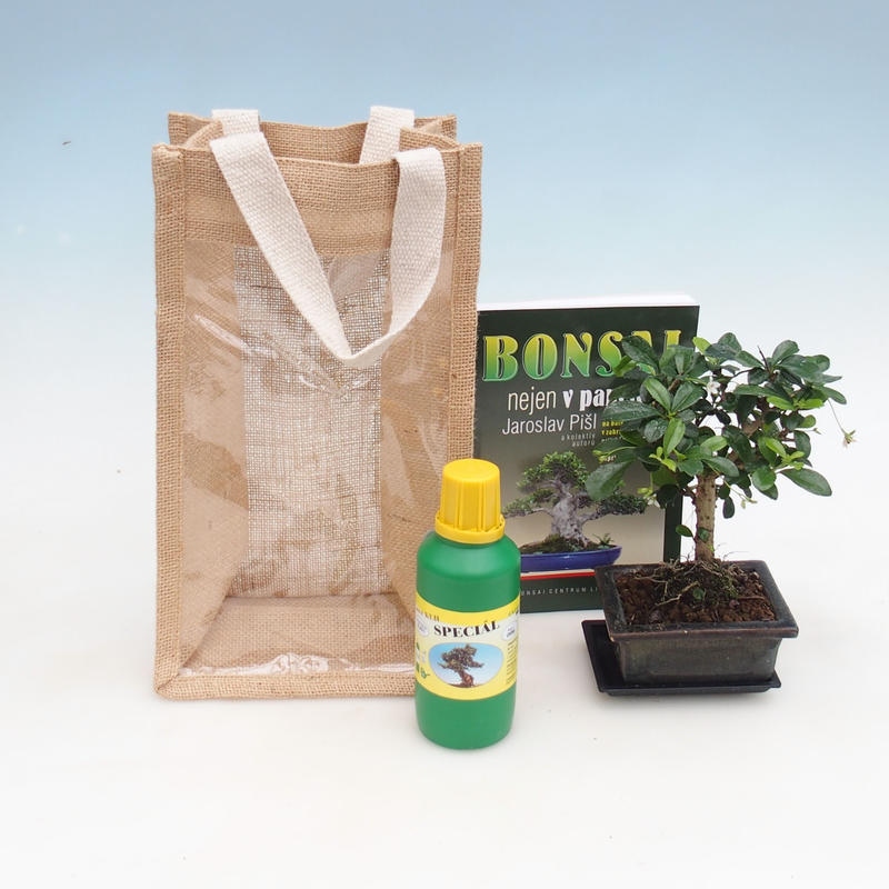 Pokojová bonsai v dárkové tašce - JUTA Carmona-čaj fuki