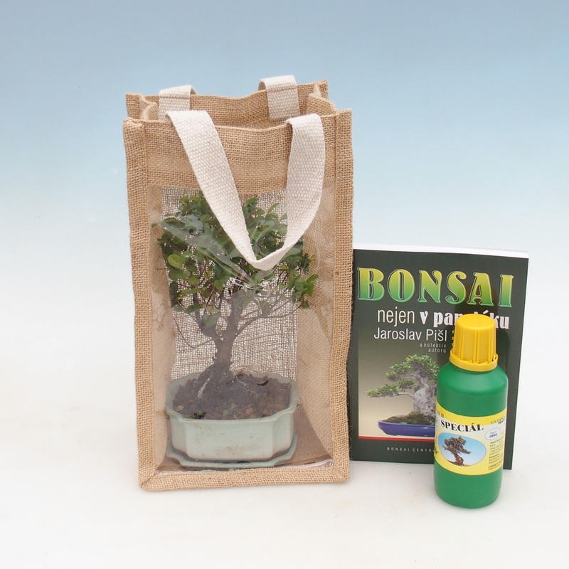 Pokojová bonsai v dárkové tašce - JUTA
