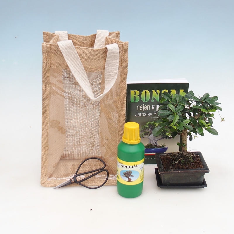 Pokojová bonsai v dárkové tašce - JUTA Carmona - čaj fuki