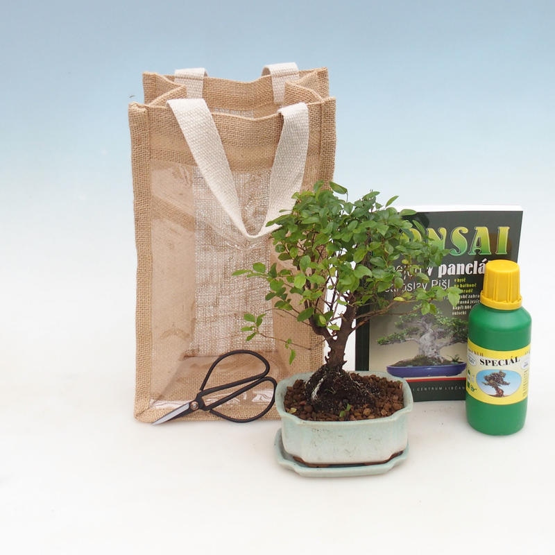 Pokojová bonsai v dárkové tašce - JUTA Sagerecie čajová - Sageretia thea