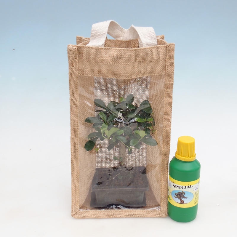Pokojová bonsai v dárkové tašce - JUTA