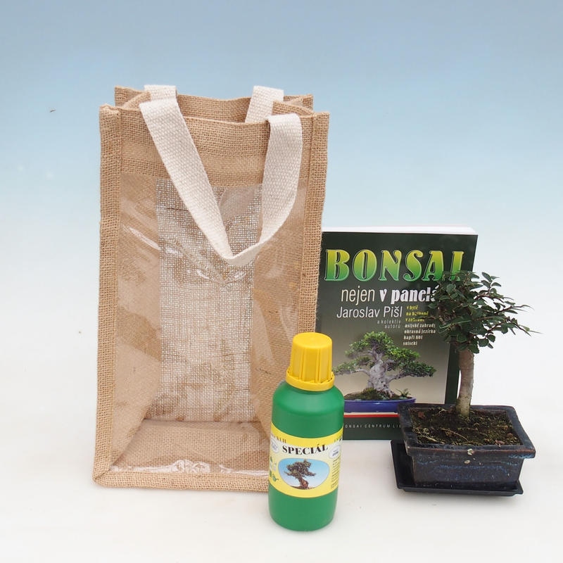 Pokojová bonsai v dárkové tašce - JUTA Ulmus parvifolia-Pokojový jilm 