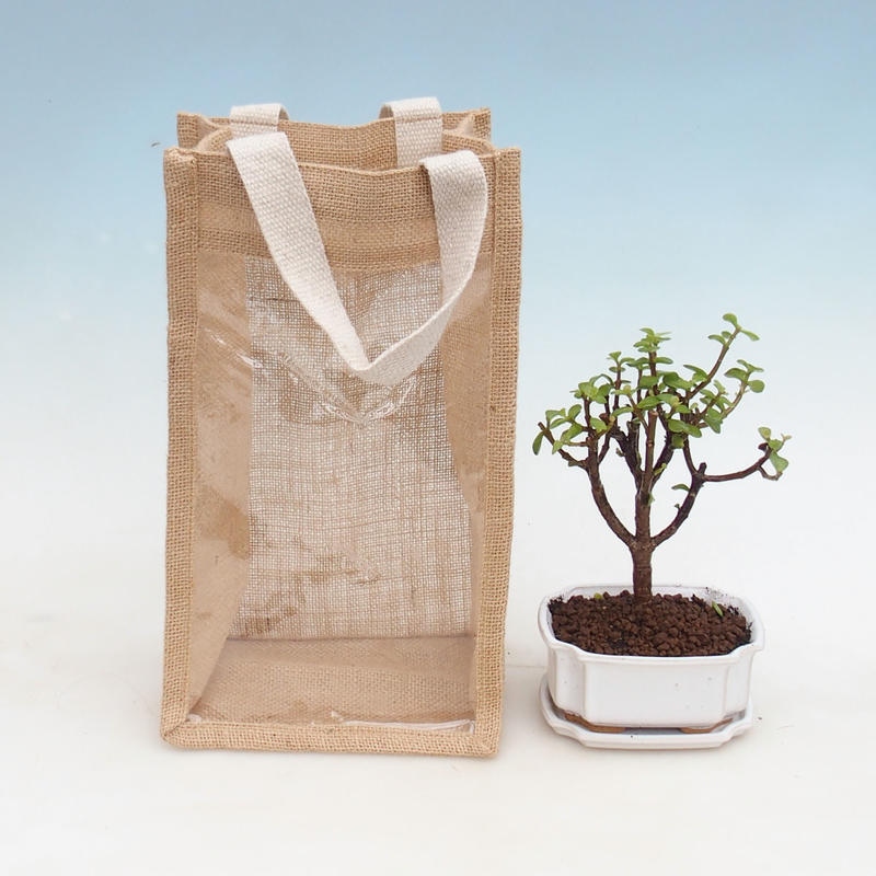 Pokojová bonsai v dárkové tašce - JUTA Portulakaria Afra - Tlustice