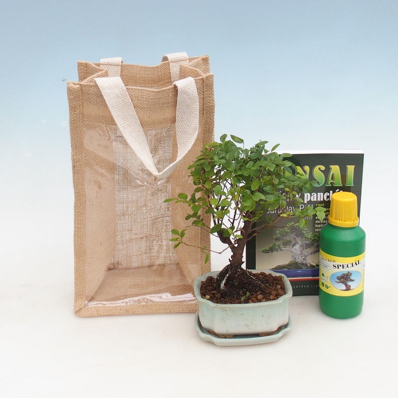Pokojová bonsai v dárkové tašce - JUTA Sagerecie čajová - Sageretia thea