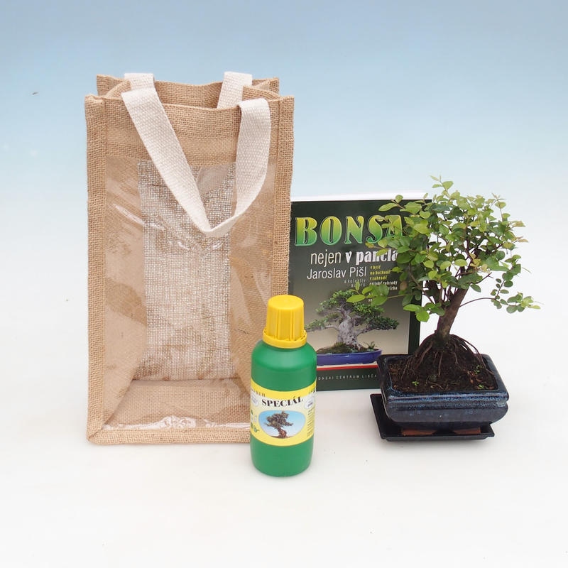 Pokojová bonsai v dárkové tašce - JUTA Sagerecie čajová - Sageretia thea