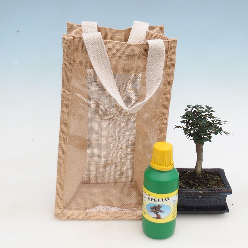 Pokojová bonsai v dárkové tašce - JUTA Ulmus parvifolia-Pokojový jilm 