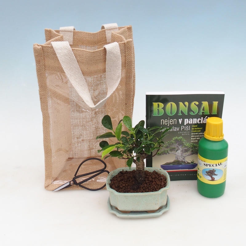 Pokojová bonsai v dárkové tašce - JUTA