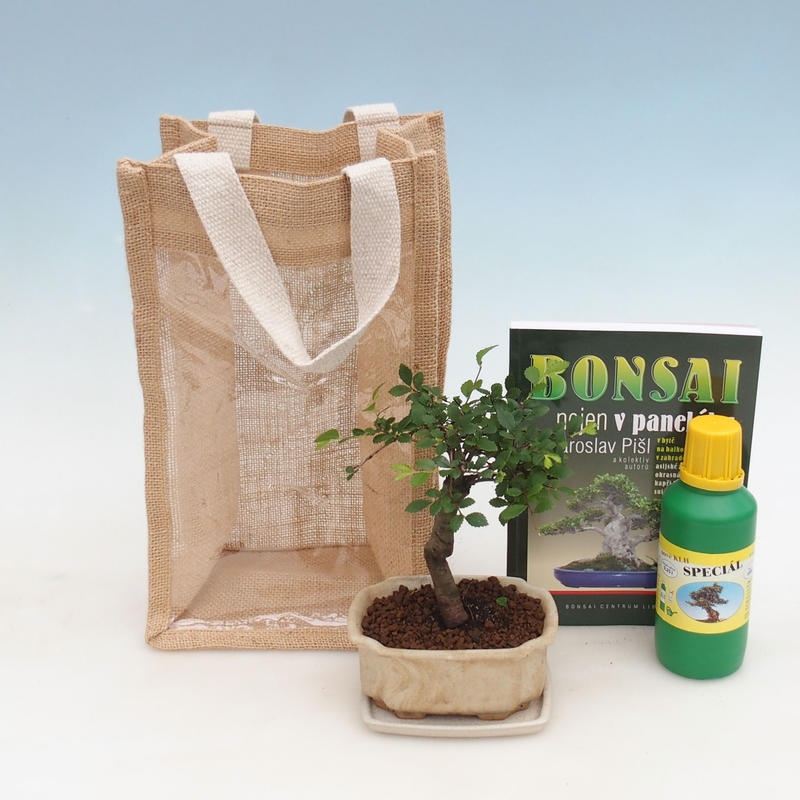 Pokojová bonsai v dárkové tašce - JUTA Ulmus parvifolia-Pokojový jilm 