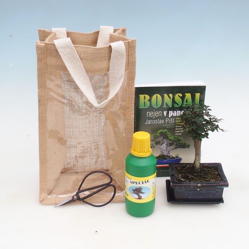 Pokojová bonsai v dárkové tašce - JUTA Ulmus parvifolia-Pokojový jilm 