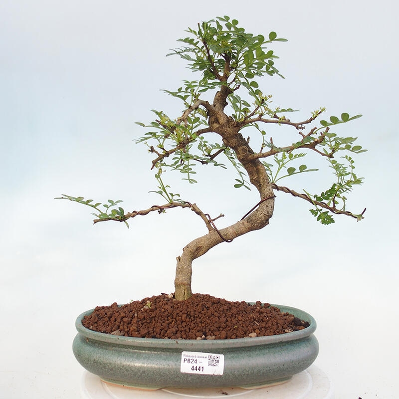 Pokojová bonsai - Zantoxylum piperitum - pepřovník