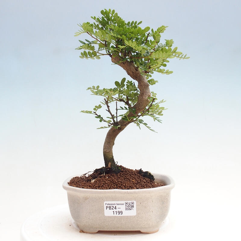 Pokojová bonsai - Zantoxylum piperitum - Pepřovník