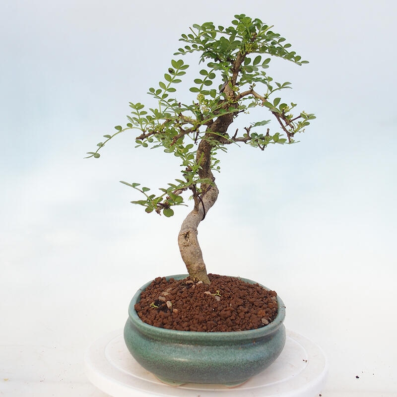 Pokojová bonsai - Zantoxylum piperitum - pepřovník
