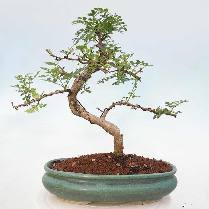 Pokojová bonsai - Zantoxylum piperitum - pepřovník