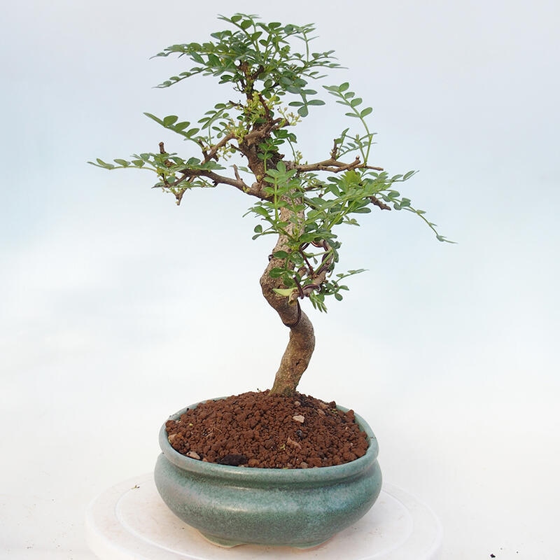Pokojová bonsai - Zantoxylum piperitum - pepřovník