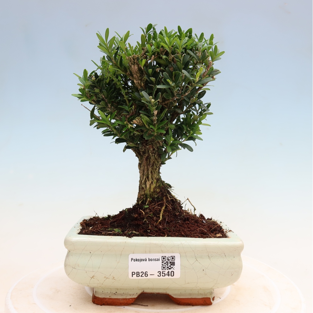Pokojová bonsai - Buxus harlandii -korkový buxus