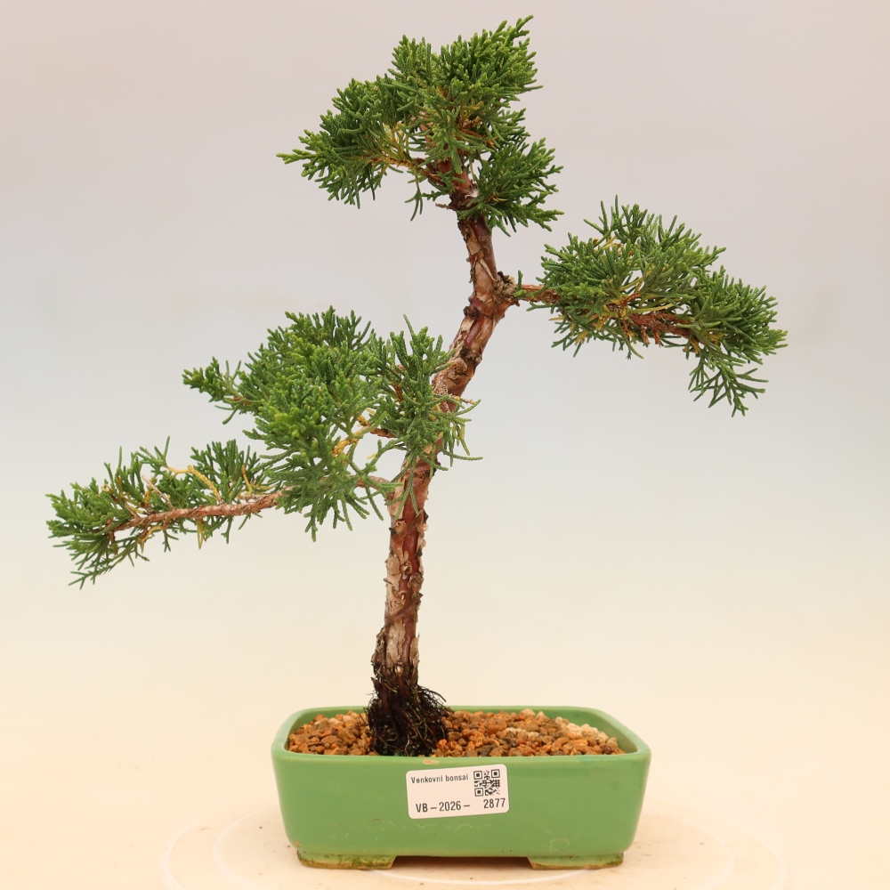 Venkovní bonsai - Juniperus chinensis Kishu -Jalovec čínský
