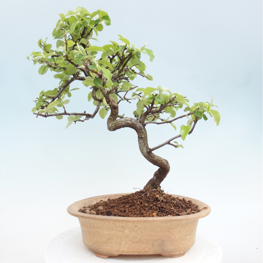 Venkovní  bonsai -  Chaneomeles chinensis - Kdoulovec čínsky