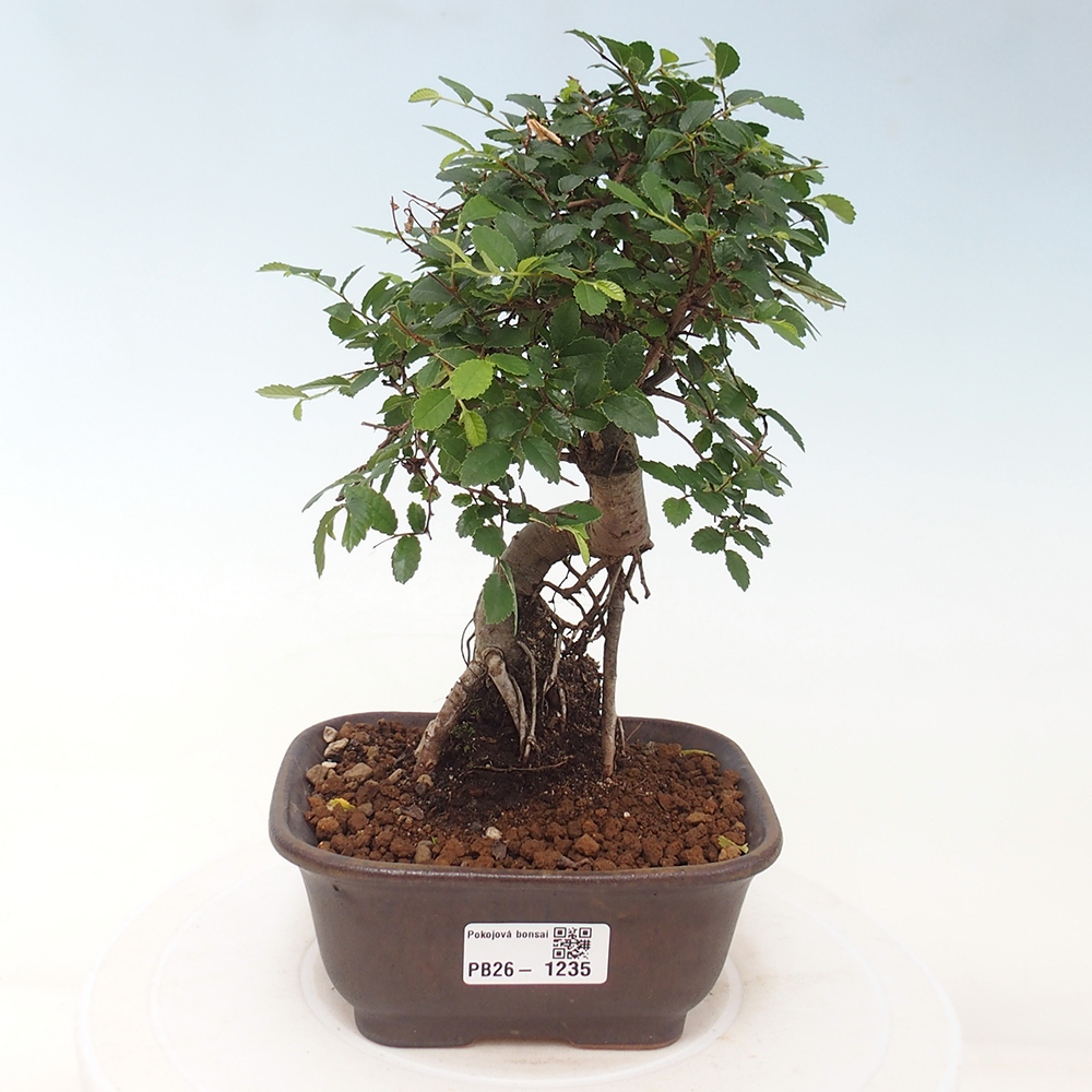Pokojová bonsai - Ulmus parvifolia - Malolistý jilm