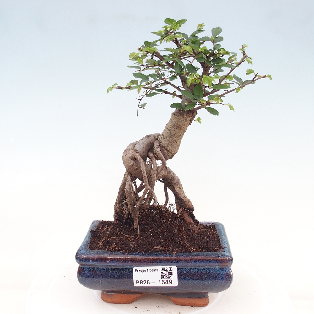 Pokojová bonsai - Ulmus parvifolia - Malolistý jilm