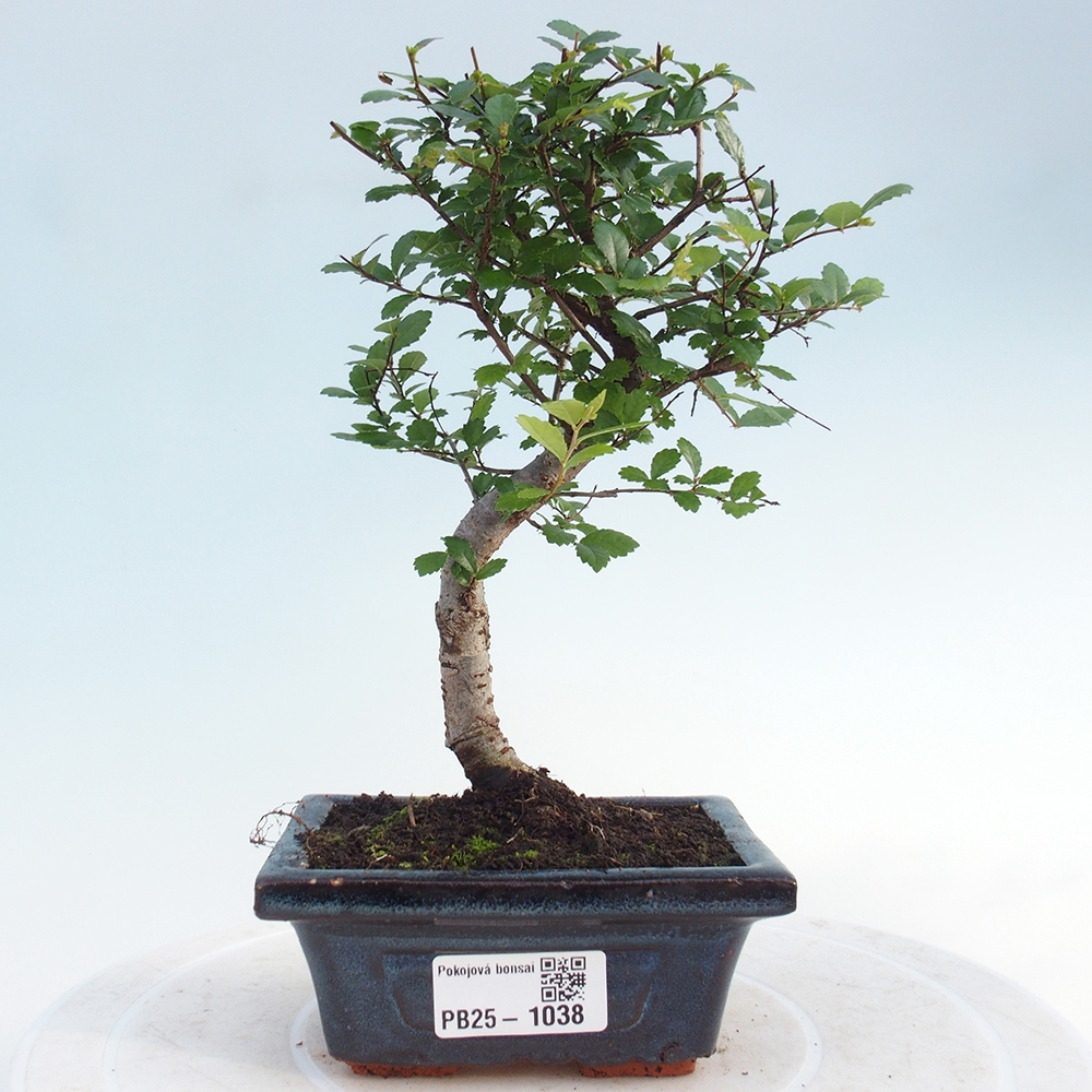 Pokojová bonsai - Ulmus parvifolia - Malolistý jilm