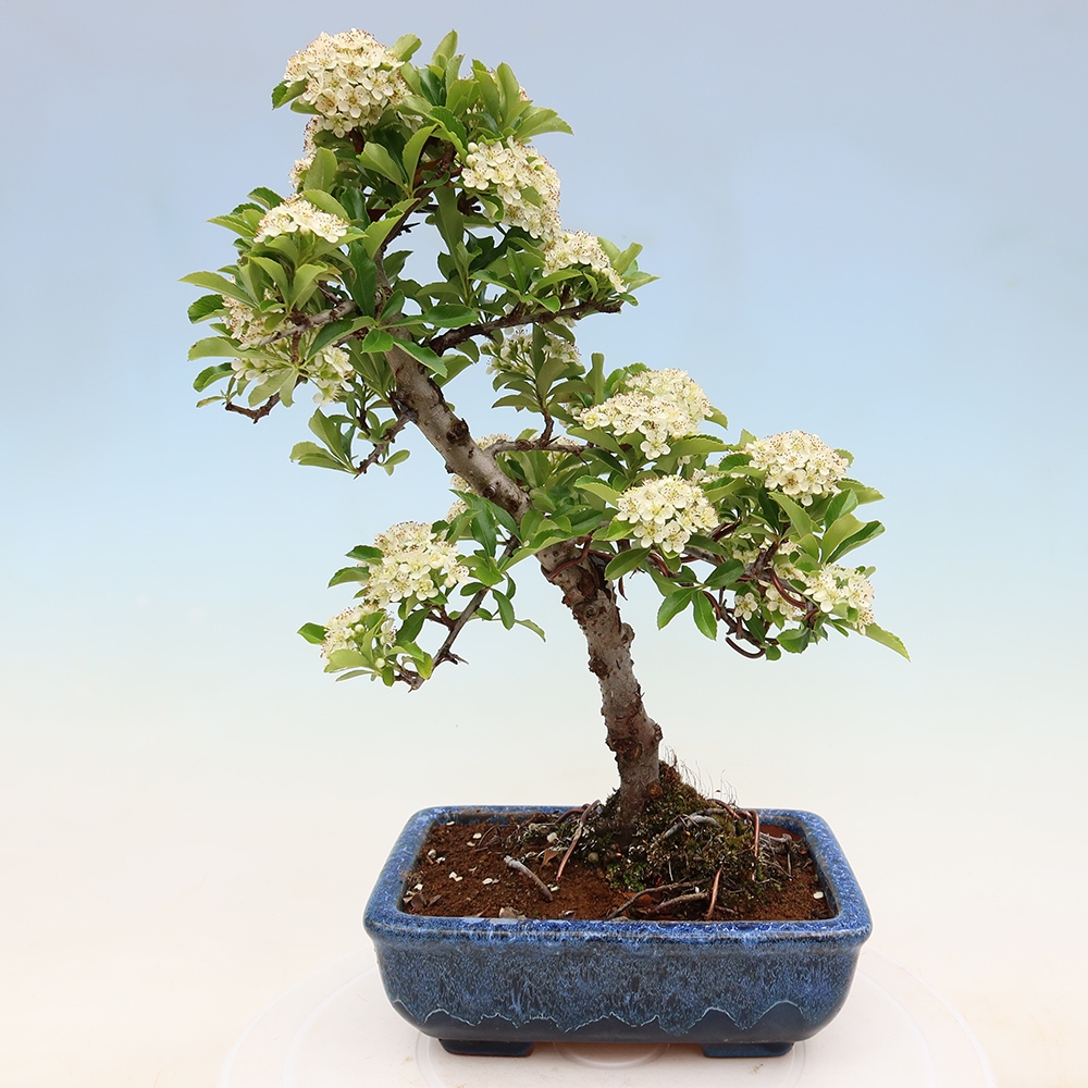 Venkovní bonsai - Pyracantha teton - Hlohyně šarlatová