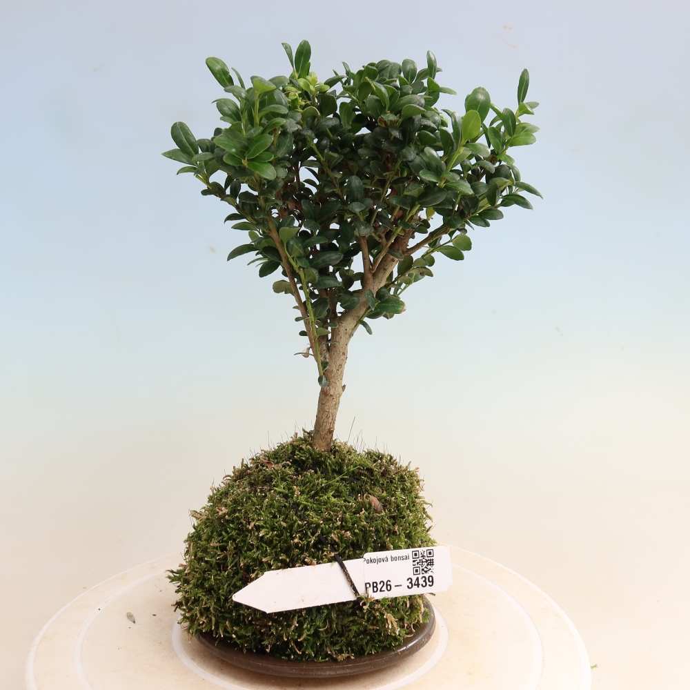 Kokedama s podmiskou - Ilex crenata - Cesmína