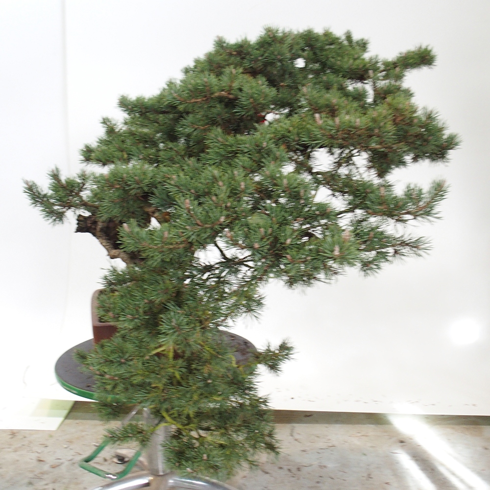 Yamadori - Pinus sylvestris Španělsko