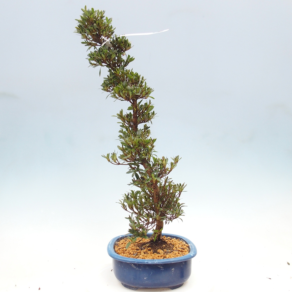 Venkovní bonsai - Japonská azalka - Azalea Hakurin