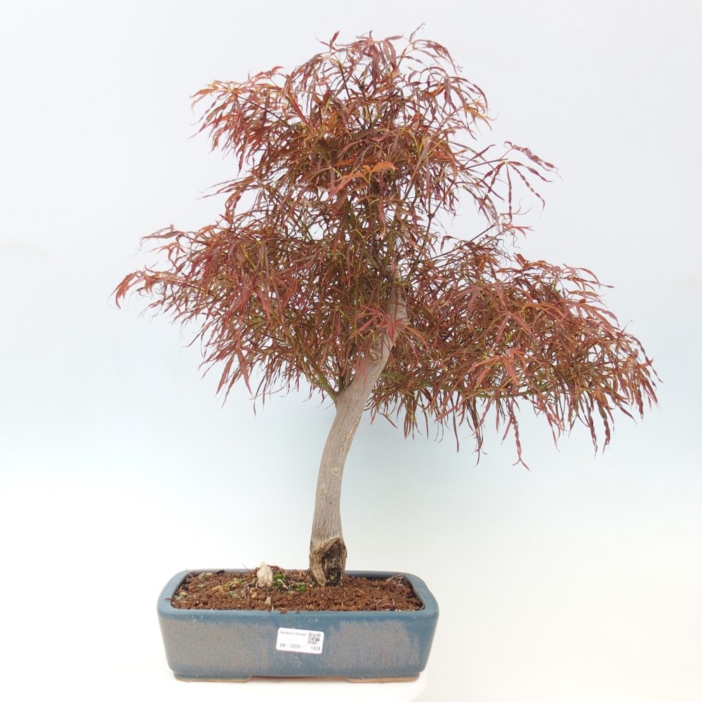 Venkovní bonsai - Javor dlanitolistý - Acer palmatum RED PYGMY