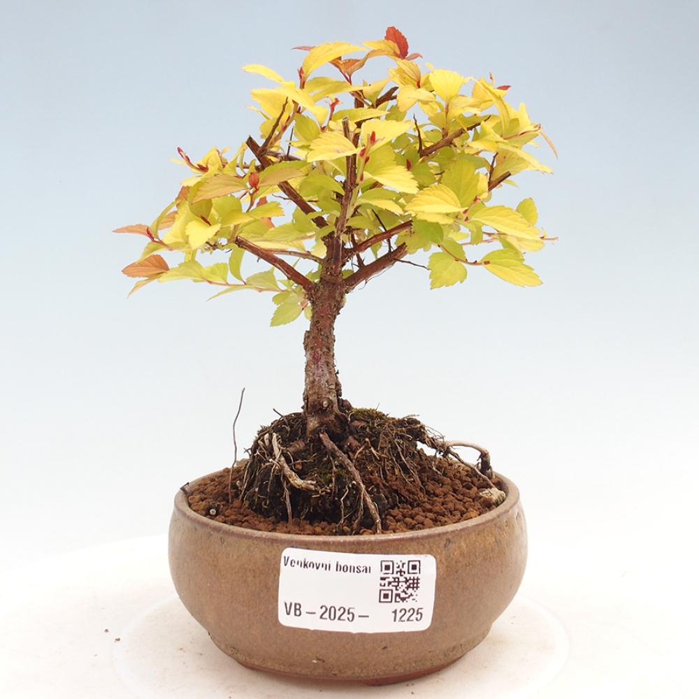 Venkovní bonsai - tavolník - Spirae Aurea