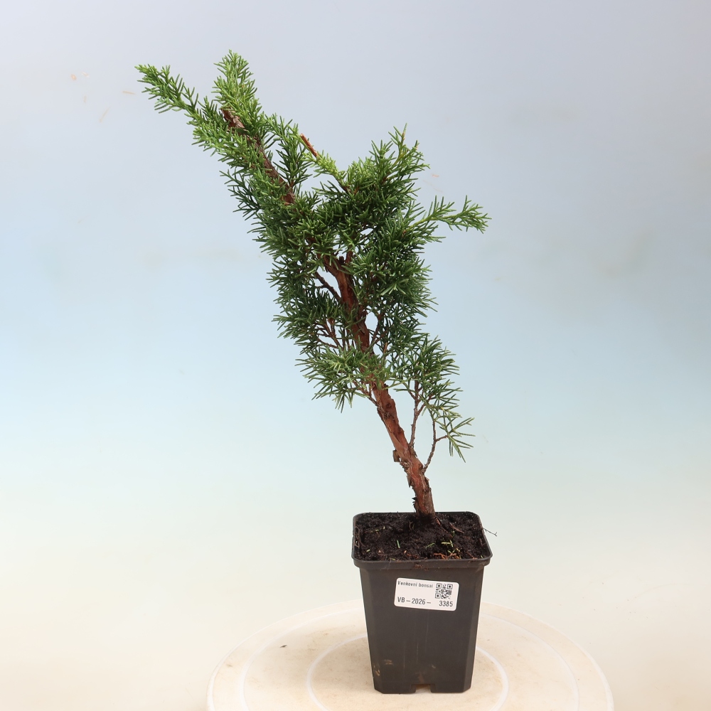 Venkovní bonsai - Juniperus chinensis Kishu -Jalovec čínský