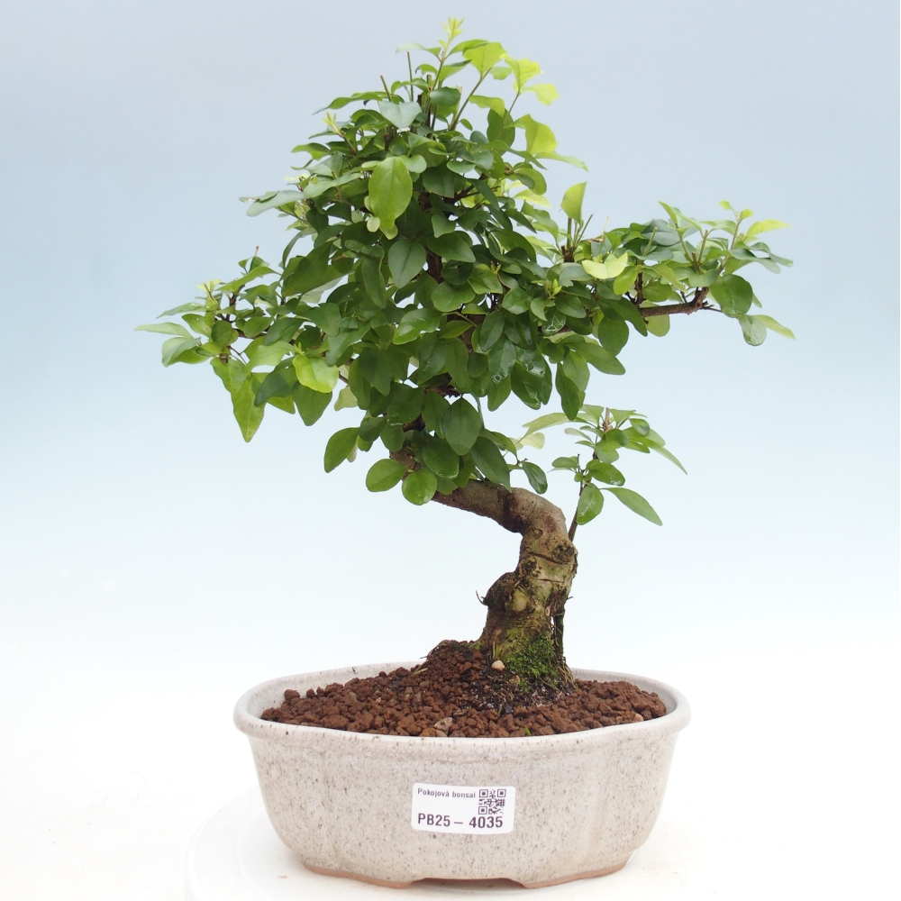 Pokojová bonsai -Ligustrum chinensis - Ptačí zob
