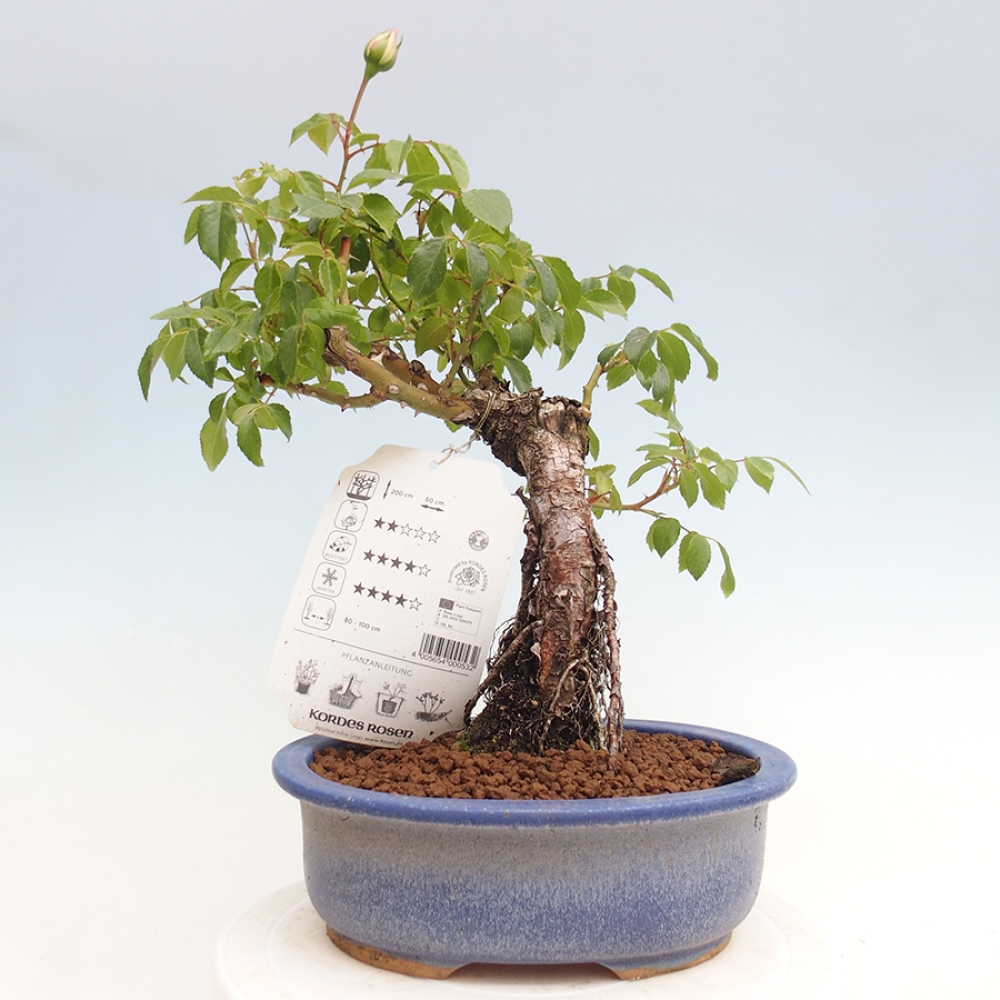 Venkovní bonsai - Rosa Kordes -  růže