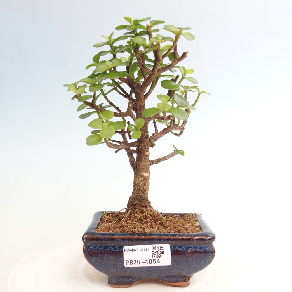 Pokojová bonsai - Portulakaria Afra - Tlustice