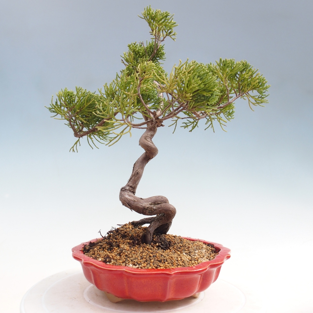 Venkovní bonsai - Juniperus chinensis Kishu -Jalovec čínský
