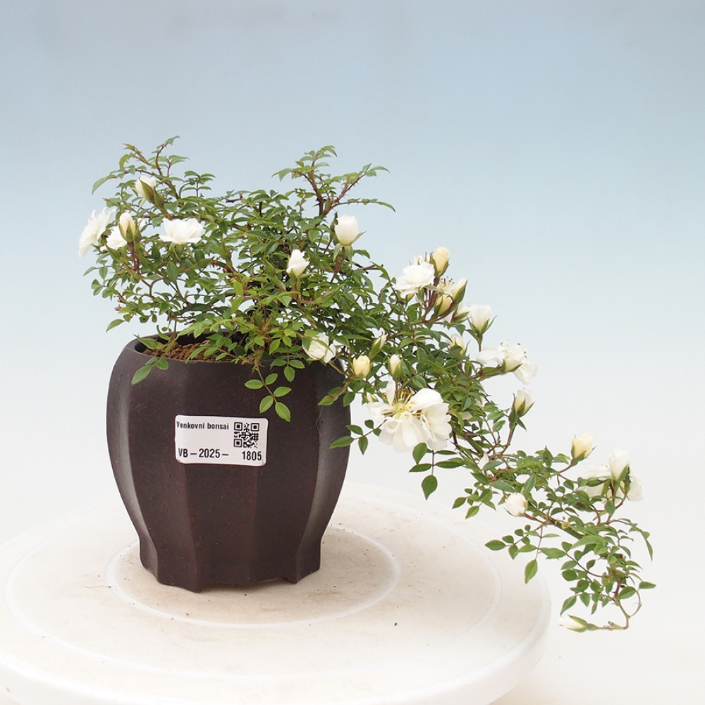 Venkovní bonsai - Rosa Sea Foam -  růže