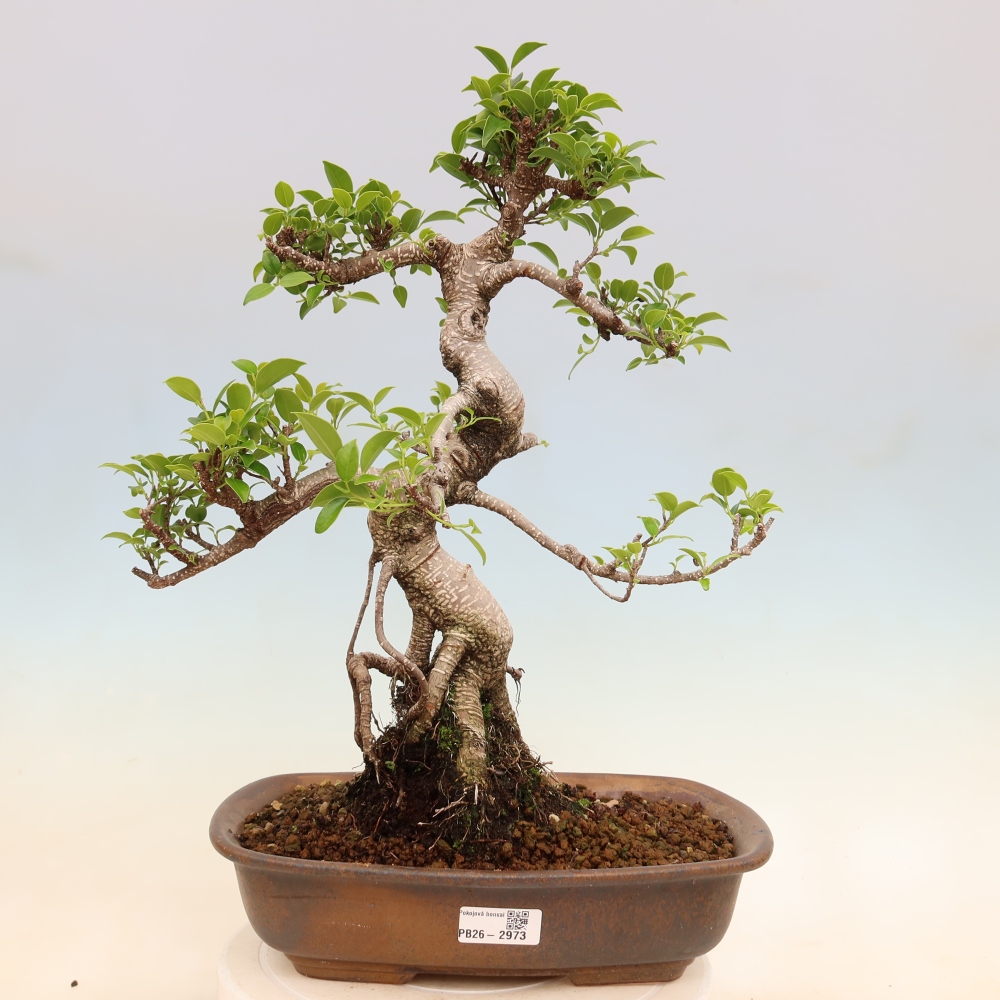 Pokojová bonsai - Ficus kimmen -  malolistý fíkus