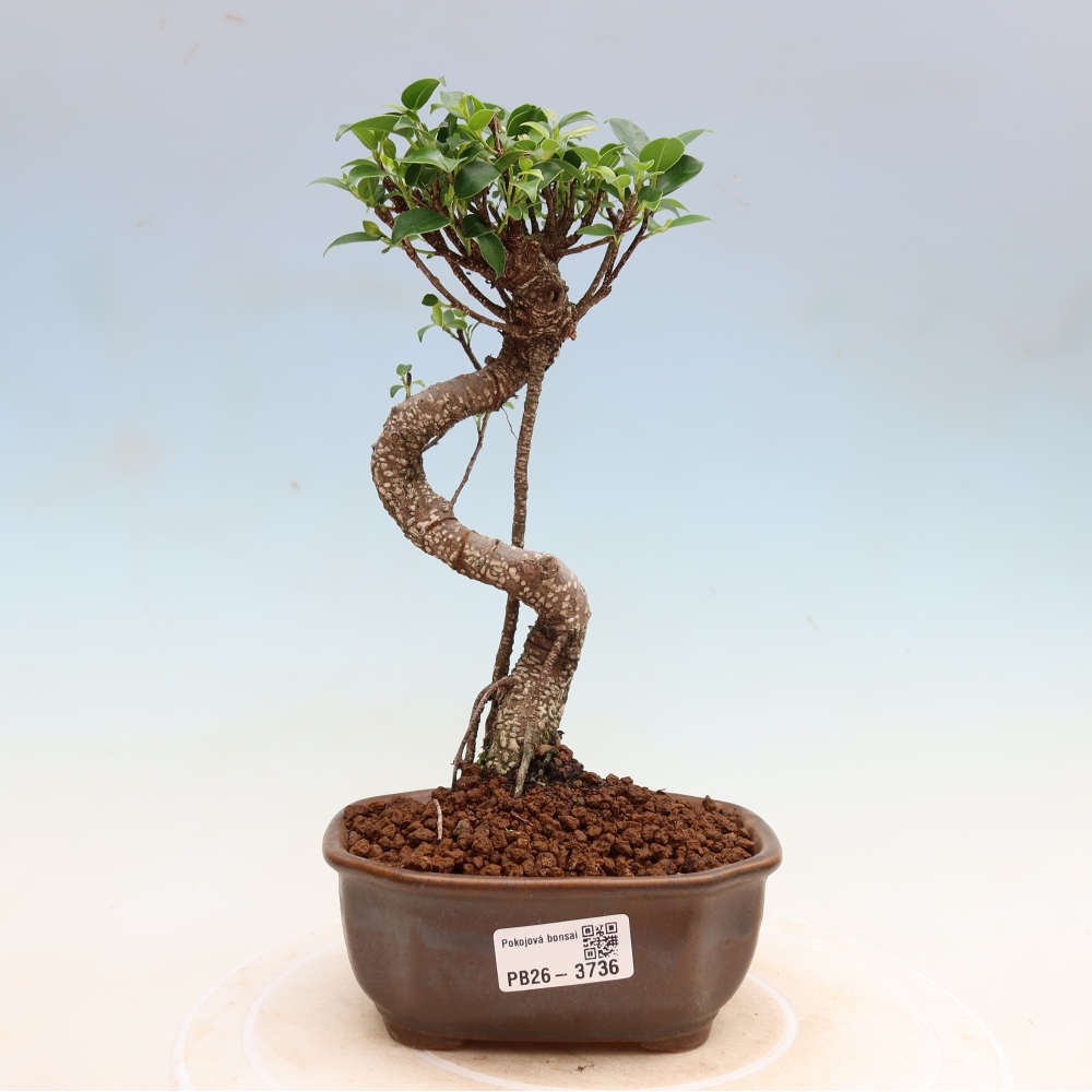Pokojová bonsai - Ficus kimmen -  malolistý fíkus
