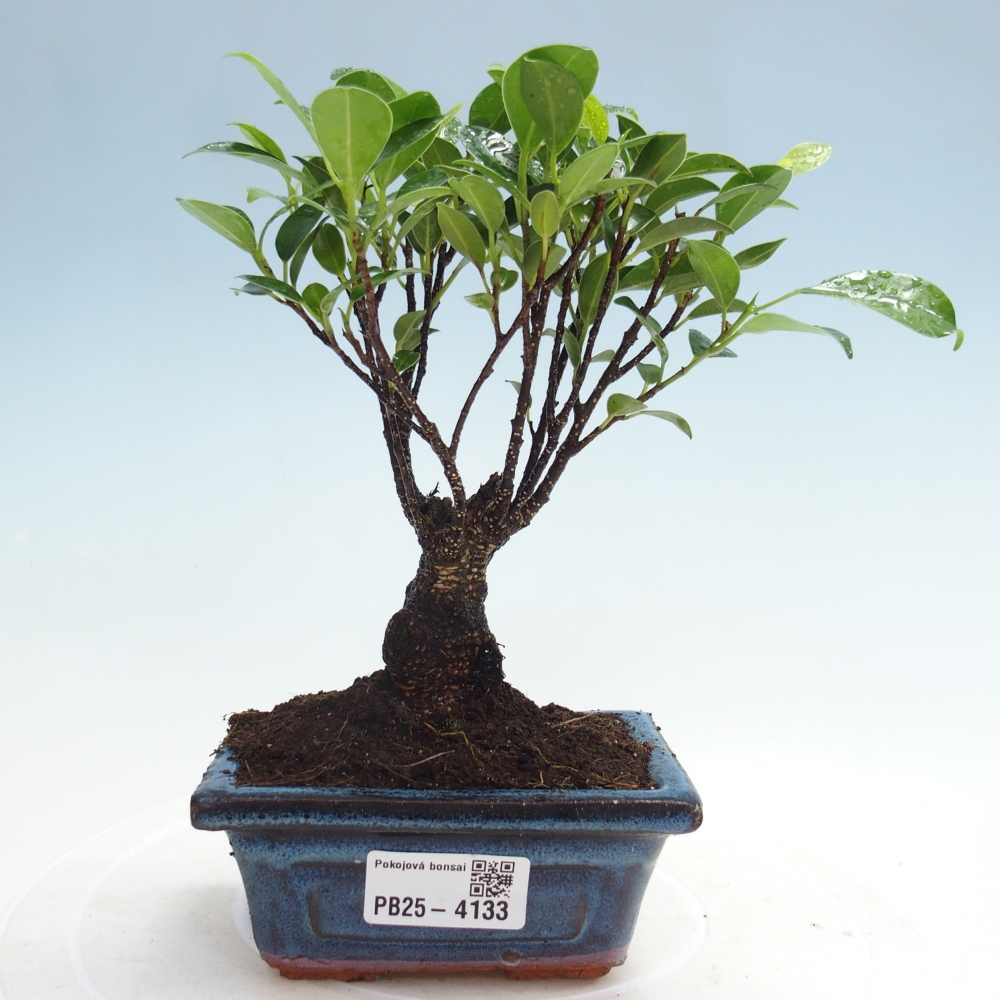 Pokojová bonsai Ficus retusa kimmen