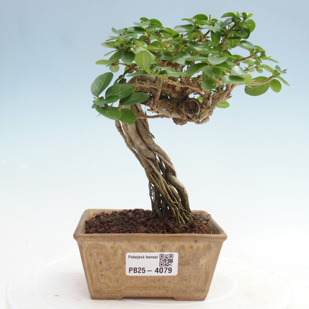 Pokojová bonsai - Premna serratifolia  - Kozlovoň malolistá