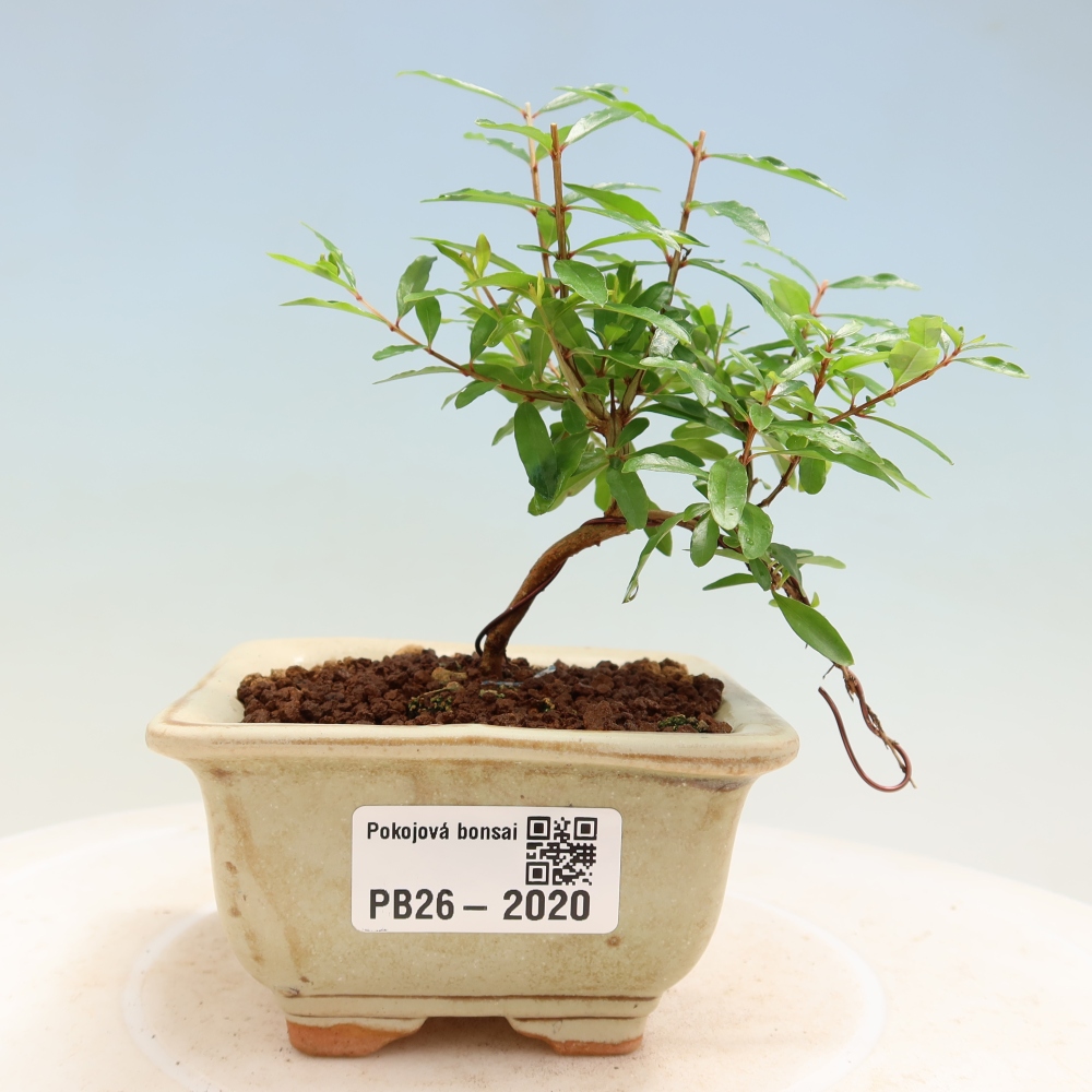 Pokojová bonsai-PUNICA granatum nana-Granátové jablko