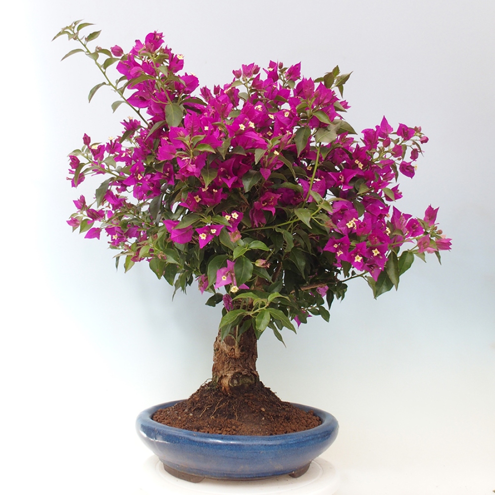 Pokojová bonsai - Bouganwilea