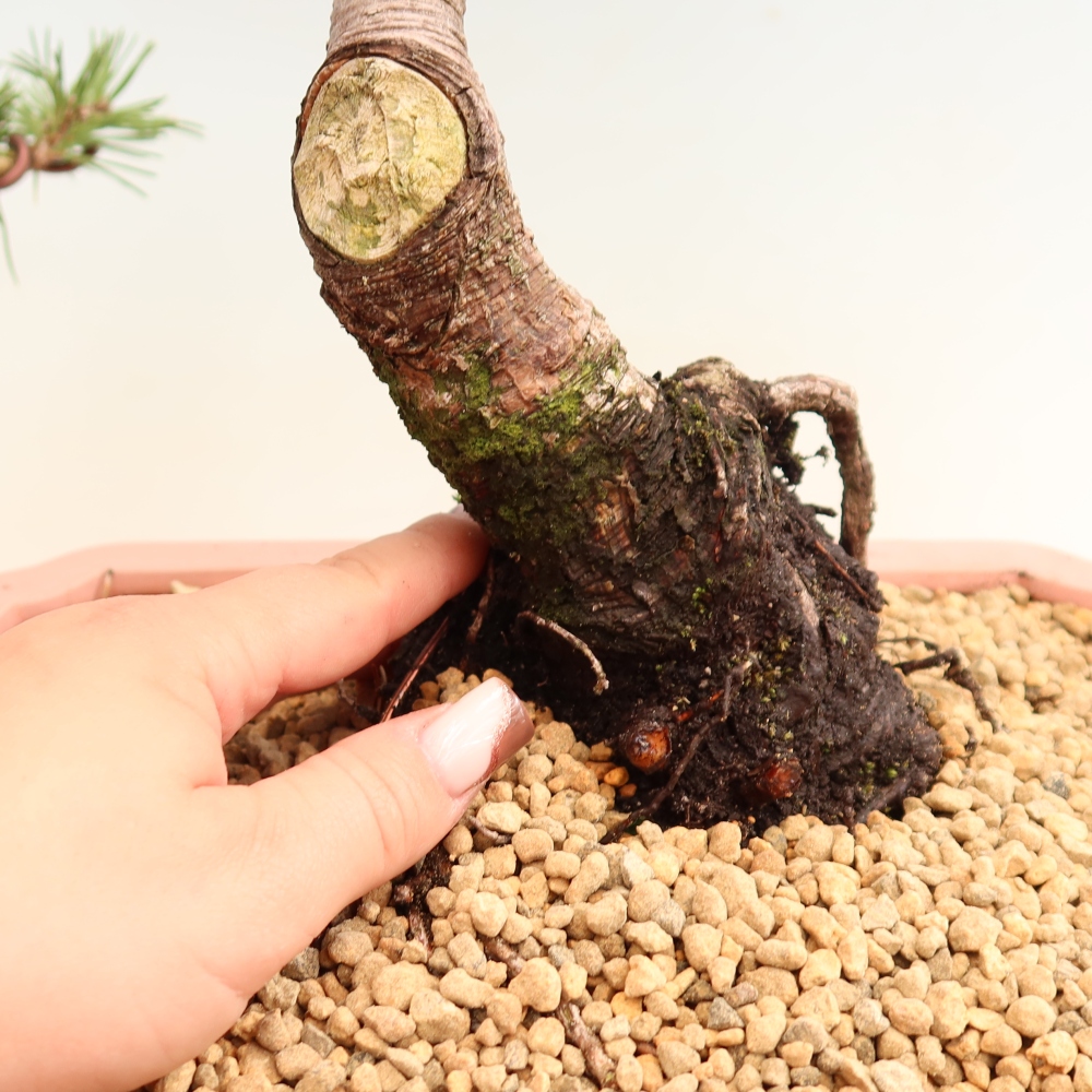 Venkovní bonsai - Pinus mugo Humpy  - Borovice kleč