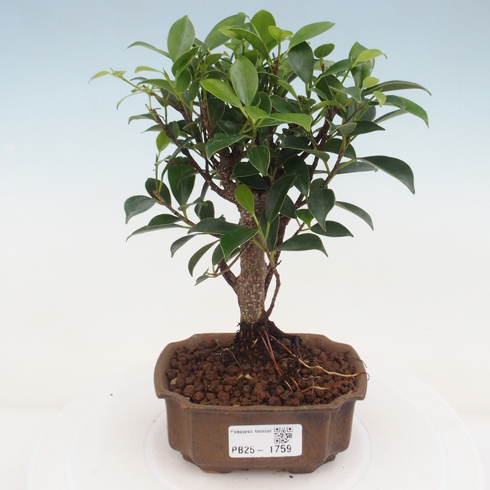 Pokojová bonsai Ficus retusa kimmen